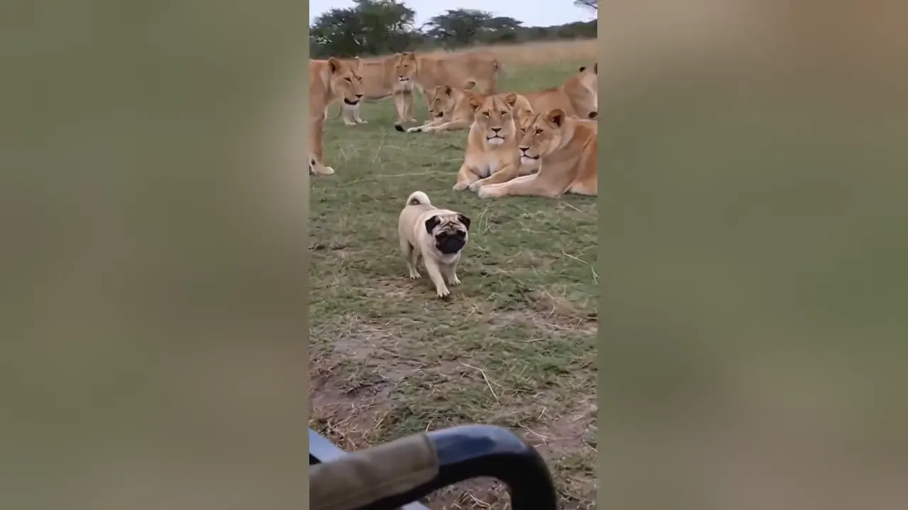 Small Dog, Huge Audience